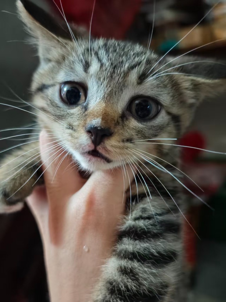 虎斑小猫特写