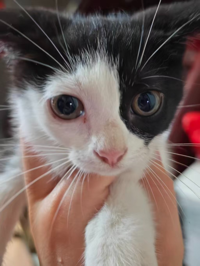黑白小猫特写