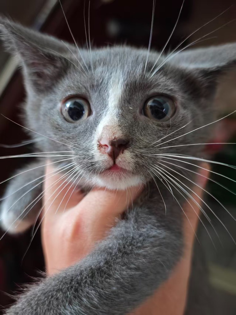 灰色小猫特写