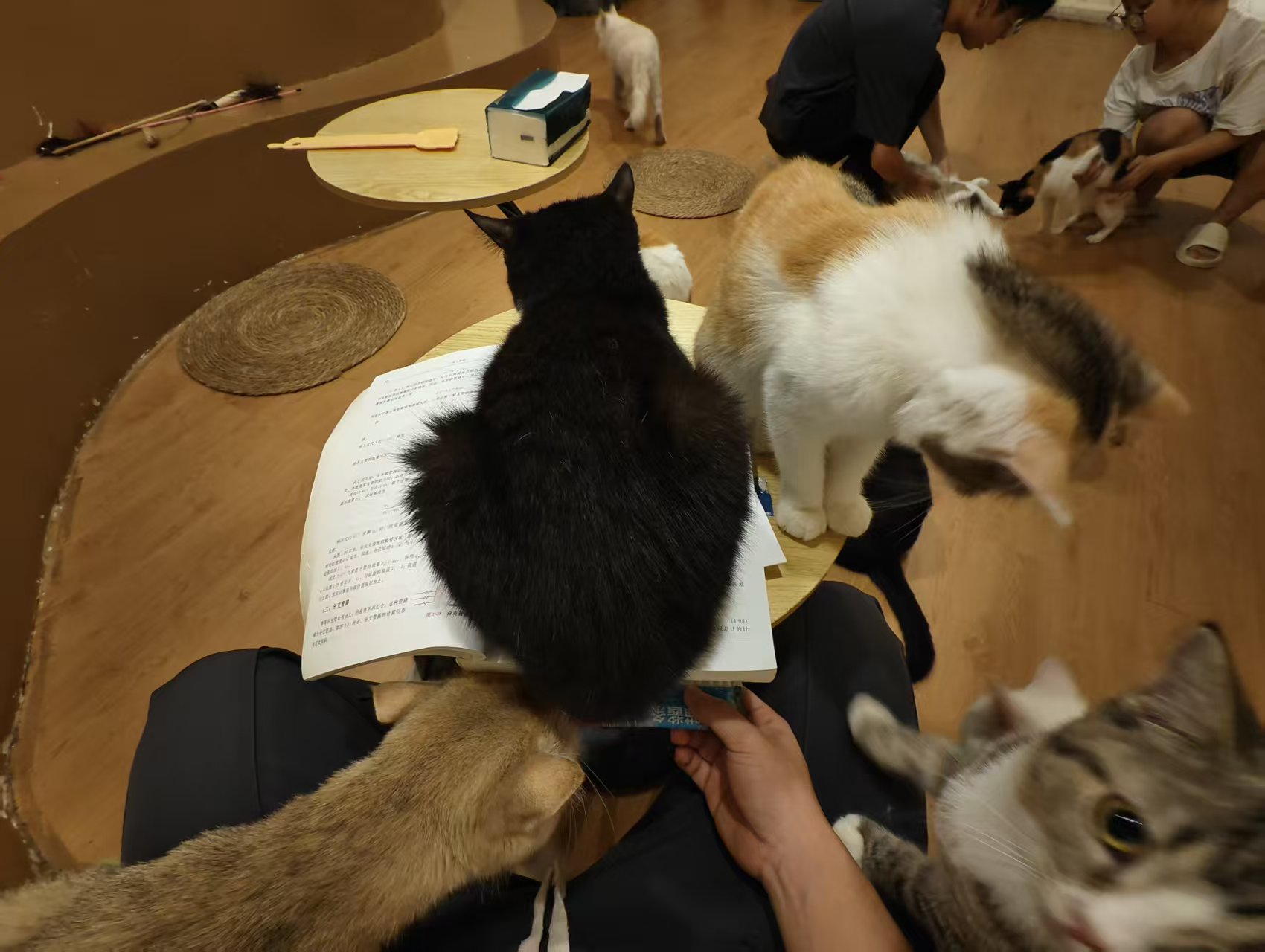 黑猫