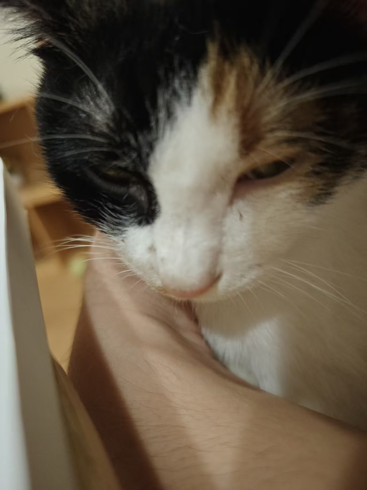 三花猫
