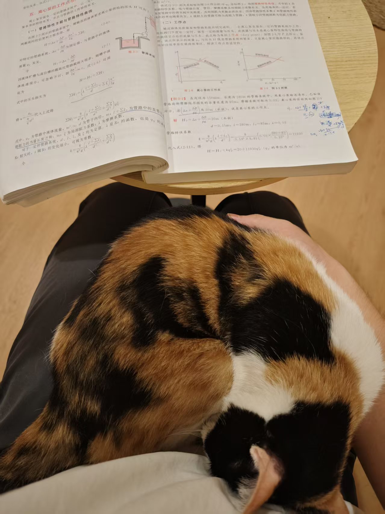 三花猫